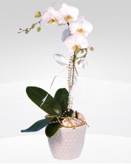 1 dall orkide saks iei  Bilkent Ankara iek online ieki , iek siparii 