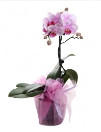 1 dal pembe orkide saks iei  Bilkent Ankara iek kaliteli taze ve ucuz iekler 
