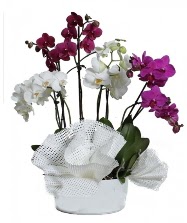 4 dal mor orkide 2 dal beyaz orkide  Ankara iek anneler gn iek yolla 