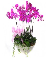 9 dal orkide saks iei  Ankara iek gvenli kaliteli hzl iek 