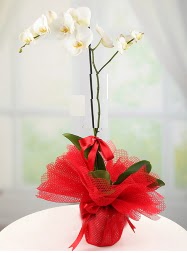 1 dal beyaz orkide saks iei  Bilkent Ankara iek yurtii ve yurtd iek siparii 