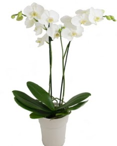 2 dall beyaz orkide  Ankara iek uluslararas iek gnderme 