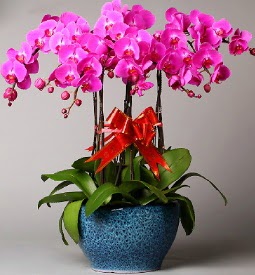 7 dall mor orkide  Ankara iek iek online iek siparii 