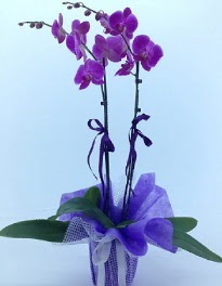 2 dall mor orkide  Bilkent Ankara iek kaliteli taze ve ucuz iekler 