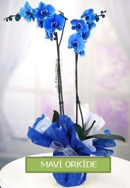 2 dall mavi orkide  Bilkent Ankara iek iekiler 