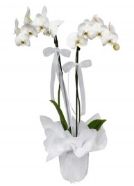 2 dall beyaz orkide  Ankara iek gvenli kaliteli hzl iek 