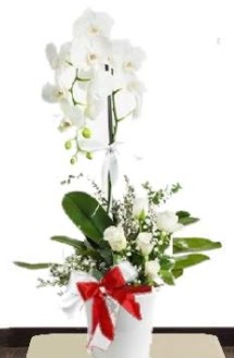 Tek dall beyaz orkide 5 beyaz gl  Bilkent Ankara iek yollama iek siparii sitesi 