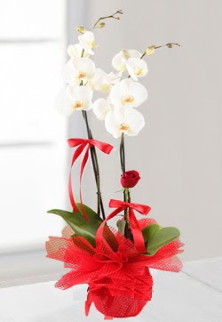 2 dall beyaz orkide ve 1 adet krmz gl  Ankara iek anneler gn iek yolla  