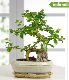 S eklinde ithal gerek bonsai japon aac  Ankara iek internetten iek sat 