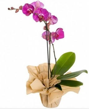 Tek dal mor orkide  Bilkent Ankara iek iek gnderme sitemiz gvenlidir 