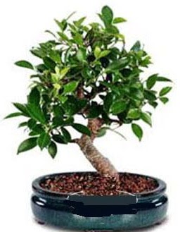 5 yanda japon aac bonsai bitkisi  Ankara iek anneler gn iek yolla 