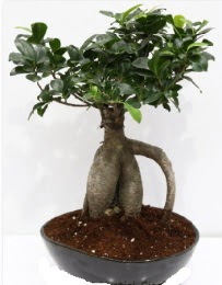 5 yanda japon aac bonsai bitkisi  Ankara iek internetten iek sat 