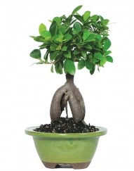 5 yanda japon aac bonsai bitkisi  Bilkent Ankara iek cicek , cicekci 