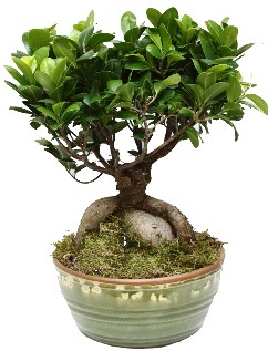 Japon aac bonsai saks bitkisi   Ankara iek nternetten iek siparii 