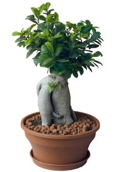 Japon aac bonsai saks bitkisi   Ankara iek siparii iek gnderme 