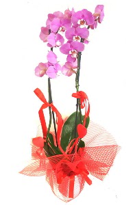 2 dall mor orkide bitkisi  Bilkent iek siparii Ankara iek iek sat 