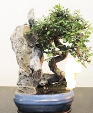 Japon aac bonsai saks bitkisi sat  Ankara iek internetten iek sat 