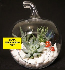 5 kaktsl Elma terrarium orta boy  Ankara iek online iek gnderme sipari 
