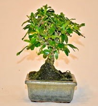 Zelco bonsai saks bitkisi  Bilkent Ankara iek iek servisi , ieki adresleri 