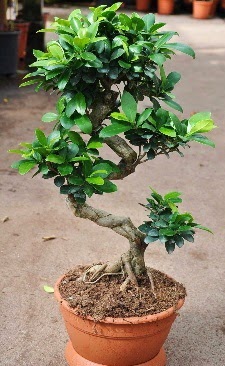 Orta boy bonsai saks bitkisi  Ankara iek internetten iek siparii 