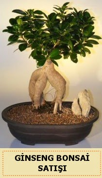 thal Ginseng bonsai sat japon aac  Bilkent Ankara iek yollama iek siparii sitesi 