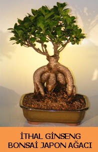thal japon aac ginseng bonsai sat   Ankara iek nternetten iek siparii 