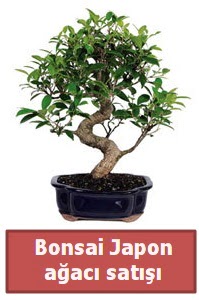 Japon aac bonsai sat  Bilkent Ankara iek yollama iek siparii sitesi 