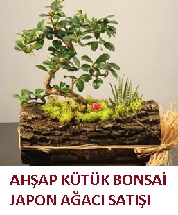 Ahap ktk ierisinde bonsai ve 3 kakts  Ankara iek ieki maazas 