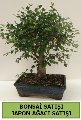 Minyatr bonsai japon aac sat  Bilkent Ankara iek iek gnderme sitemiz gvenlidir 
