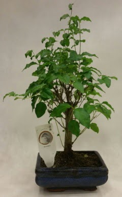 Minyatr bonsai japon aac sat  Bilkent Ankara iek ieki telefonlar 
