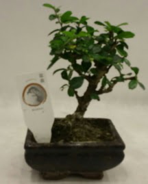 Kk minyatr bonsai japon aac   Ankara iek siparii iek gnderme 