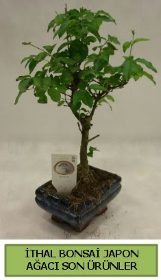 thal bonsai japon aac bitkisi  Bilkent Ankara iek gnderme hediye sevgilime hediye iek 