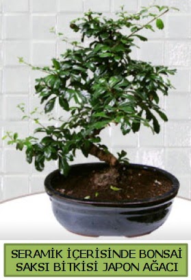 Seramik vazoda bonsai japon aac bitkisi  Bilkent Ankara iek yollama iek siparii sitesi 