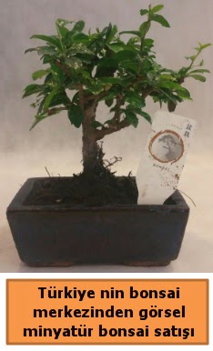 Japon aac bonsai sat ithal grsel  Bilkent Ankara iek iek yolla 