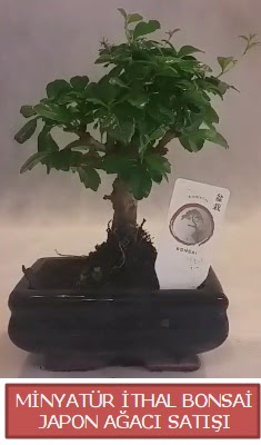 Kk grsel bonsai japon aac bitkisi  Bilkent Ankara iek iek , ieki , iekilik 