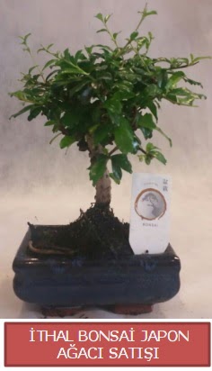 thal kk boy minyatr bonsai aa bitkisi  Bilkent Ankara iek ieki telefonlar 