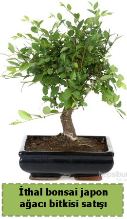 thal bonsai saks iei Japon aac sat   Ankara iek nternetten iek siparii 