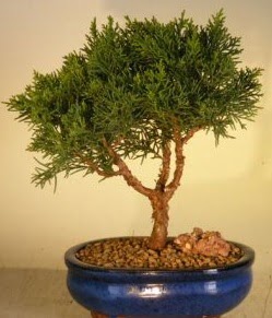 Servi am bonsai japon aac bitkisi  Bilkent Ankara iek iek yolla 