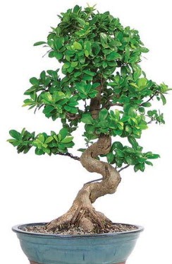 Yaklak 70 cm yksekliinde ithal bonsai  Bilkent Ankara iek ieki telefonlar 