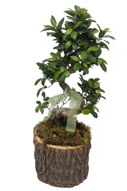 Doal ktkte bonsai saks bitkisi   Ankara iek nternetten iek siparii 