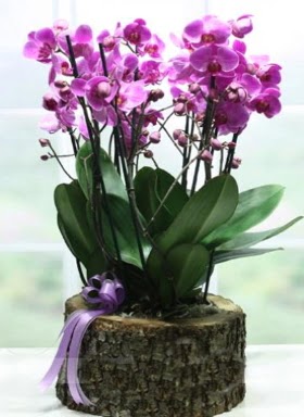 Ktk ierisinde 6 dall mor orkide  Bilkent Ankara iek gnder ucuz iek gnder 