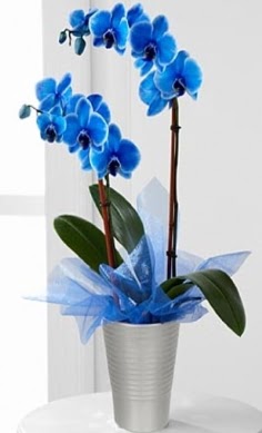 Seramik vazo ierisinde 2 dall mavi orkide  Bilkent Ankara iek iek , ieki , iekilik 