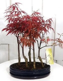 5 adet japon akaaa bonsai iei  Bilkent iek siparii Ankara iek iek sat 