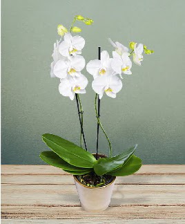 ift dall beyaz orkide sper kalite   Ankara iek siparii iek gnderme 