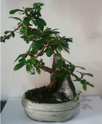 S eklinde ithal bonsai aac  Bilkent Ankara iek iek yolla 