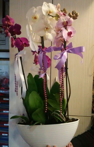 Mor ve beyaz ve pembe 6 dall orkide  Bilkent Ankara iek gnder ucuz iek gnder 