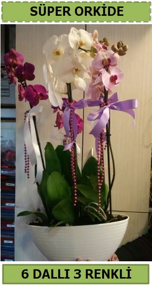 6 dall 3 renk zel vazoda orkide iei  Bilkent iek siparii Ankara iek iek sat 