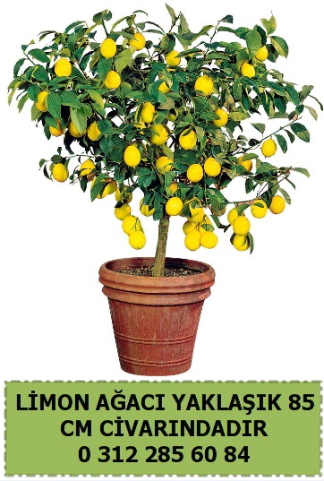 Limon aac bitkisi  Bilkent iek siparii Ankara iek iek sat 