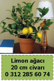 Limon aac bitkisi  Bilkent Ankara iek ieki telefonlar 