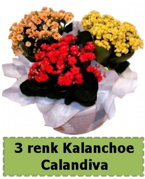 3 renk Kalanchoe Calandiva saks bitkisi   Ankara iek siparii iek gnderme 